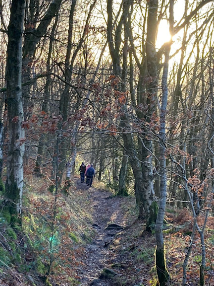 woods
